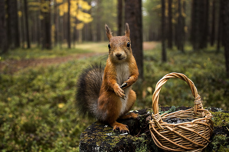 Red Squirrel Standing on Mossy Log with Wicker Basket in Autumn Forest HD wallpaper