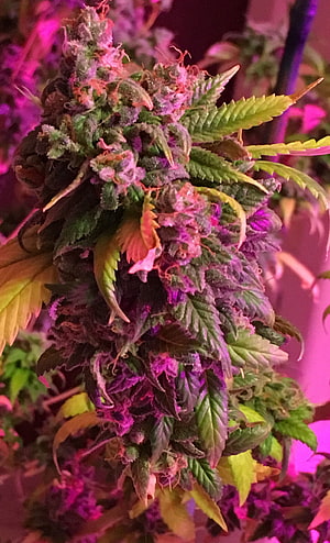 Vibrant Purple Cannabis Bud Under Pink Grow Lights HD phone wallpaper