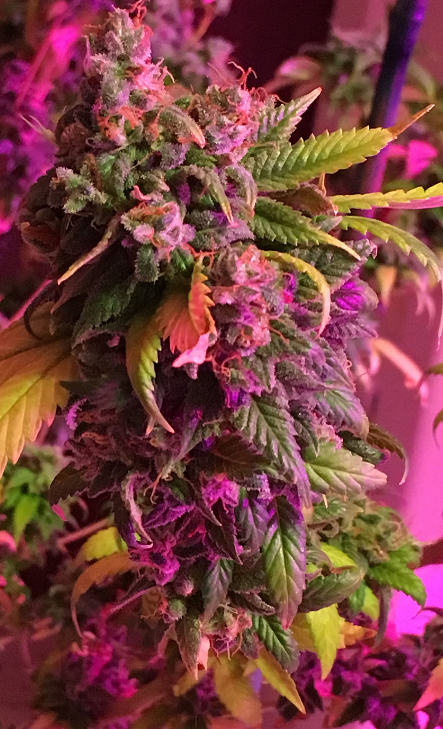 Vibrant Purple Cannabis Bud Under Pink Grow Lights HD phone wallpaper