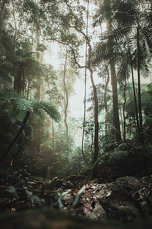 Misty Tropical Rainforest with Tall Trees and Lush Ferns HD phone wallpaper
