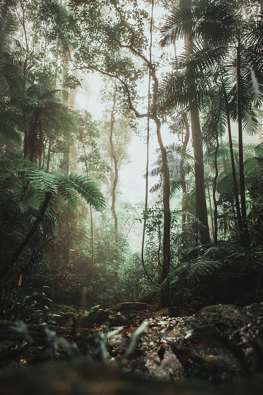 Misty Tropical Rainforest with Tall Trees and Lush Ferns HD phone wallpaper