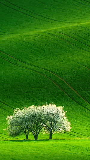 Serene Green Hills With White Blossoming Trees In Spring Landscape HD phone wallpaper