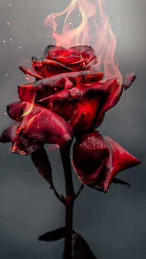 Dramatic Close-Up of a Deep Red Rose Enveloped in Flames and Rising Sparks HD phone wallpaper