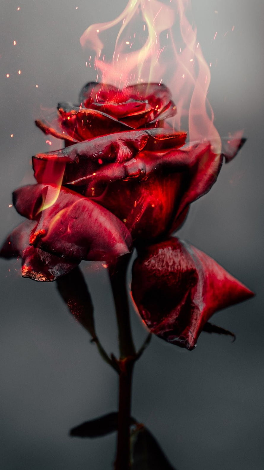 Dramatic Close-Up of a Deep Red Rose Enveloped in Flames and Rising Sparks HD phone wallpaper