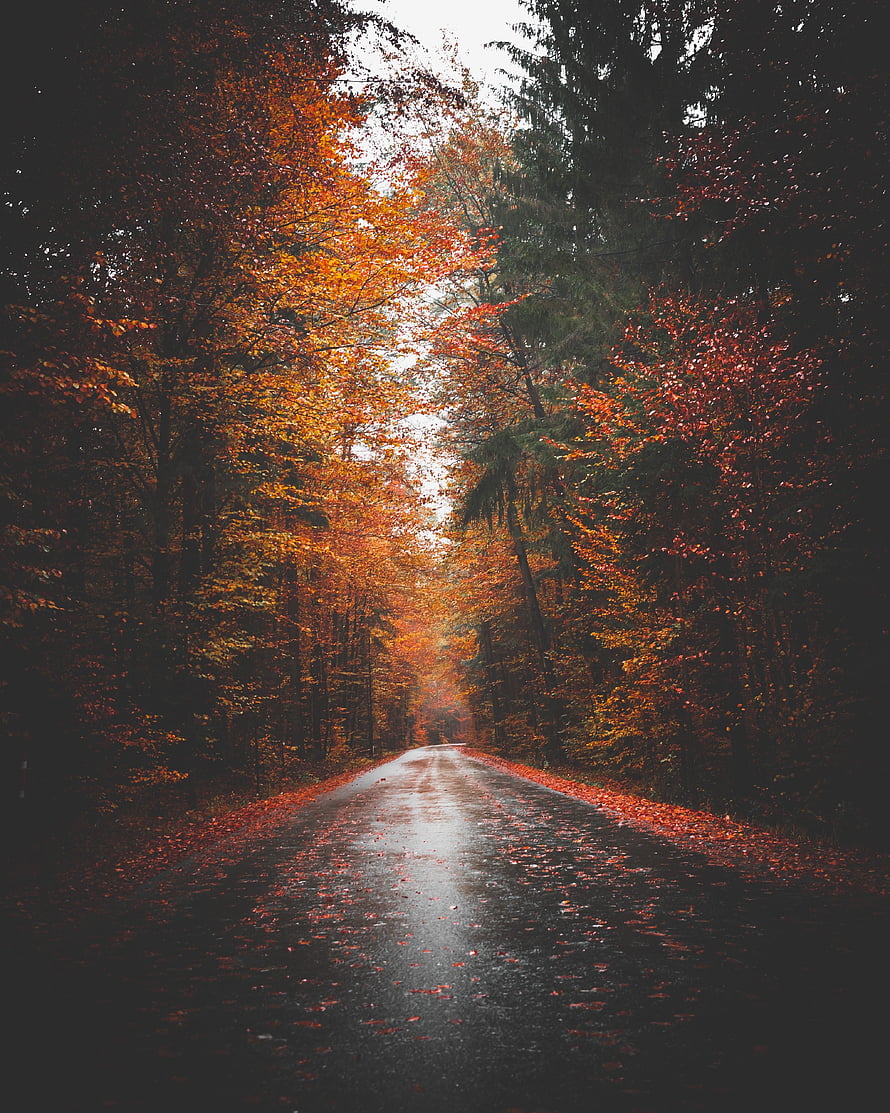 Moody Autumn Forest Road Lined With Vibrant Orange And Red Foliage HD phone wallpaper