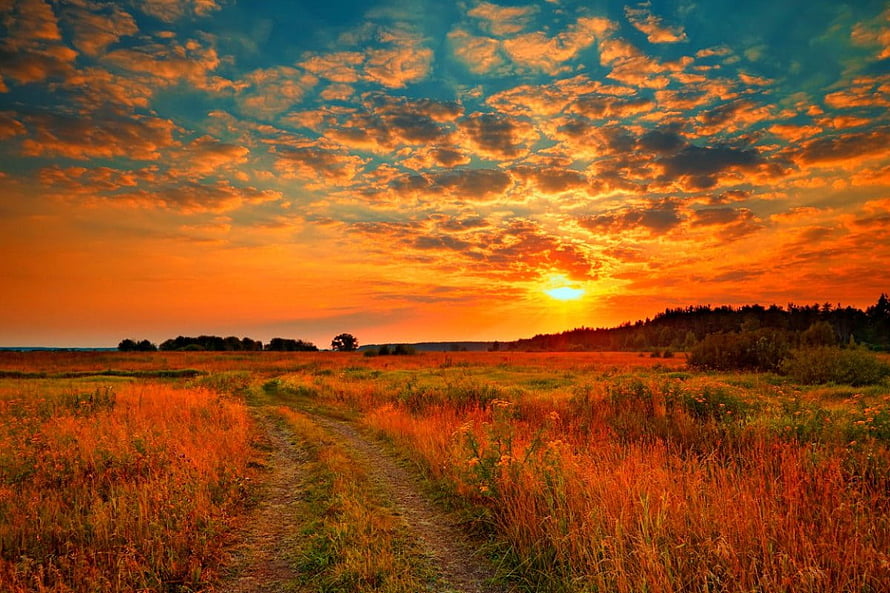 Golden Sunrise Over a Winding Meadow Path with Fiery Orange Clouds and Distant Trees HD wallpaper