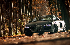 Audi R8 V10 sports car parked on a forest road with autumn foliage and warm golden light HD wallpaper