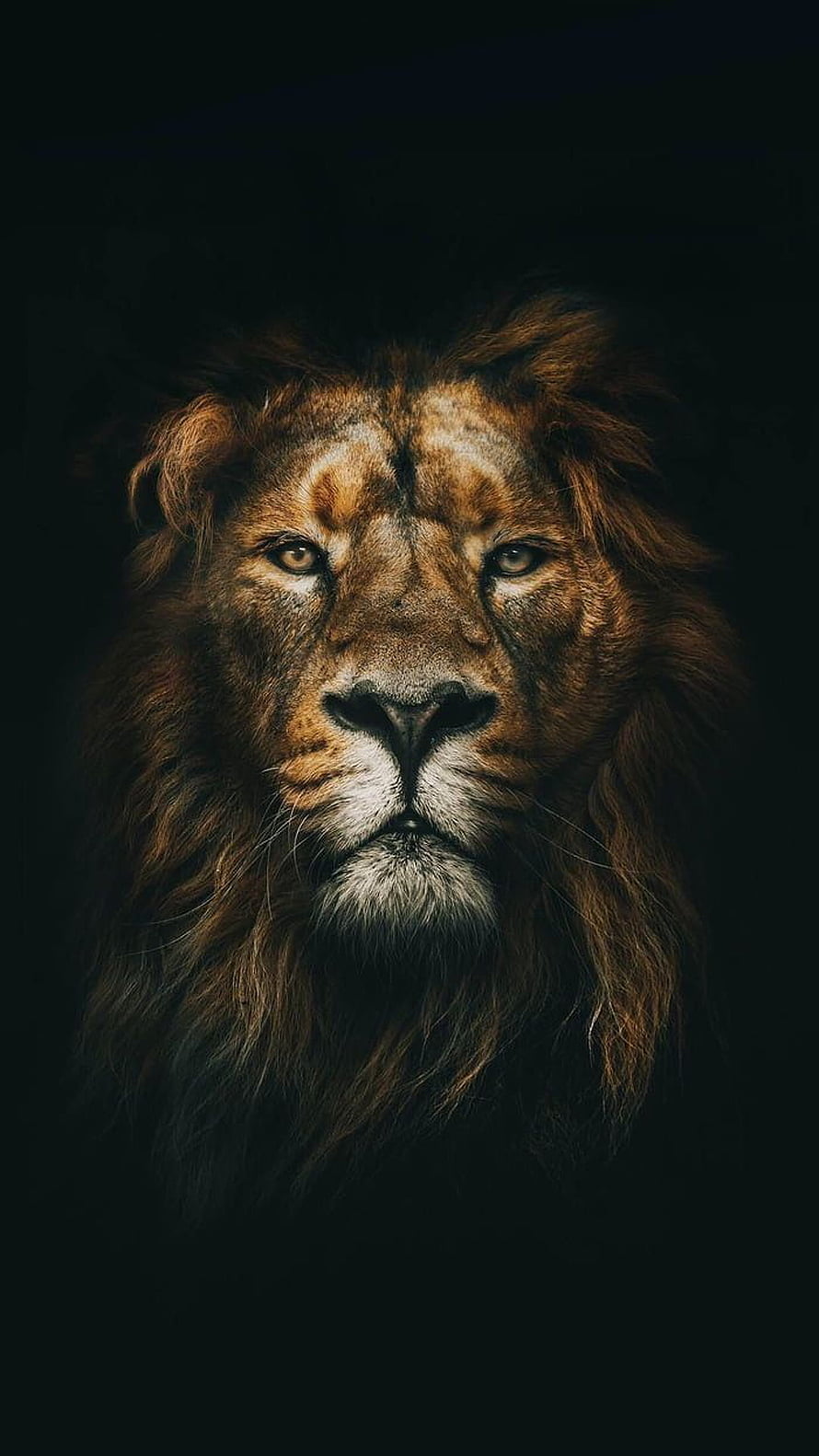 Majestic Male Lion Portrait with Full Mane Against Dark Background HD phone wallpaper