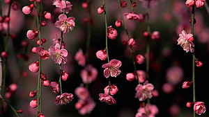 Delicate Pink Plum Blossoms on Slender Branches Against a Dark Blurred Background HD wallpaper