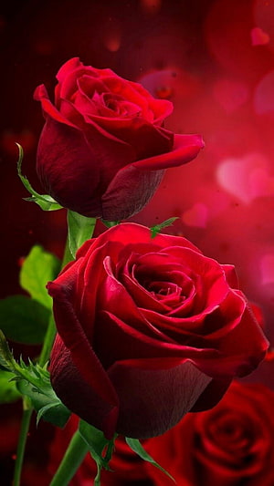 Romantic Red Roses With Heart Bokeh Background, Beautiful Red Rose Flower, Beautiful Red Rose HD phone wallpaper