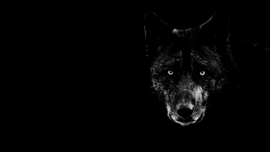 Intense Black Wolf Portrait Emerging From Darkness With Glowing Eyes HD wallpaper
