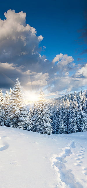Sunlit Snowy Pine Forest with Footprints and Dramatic Clouds HD phone wallpaper