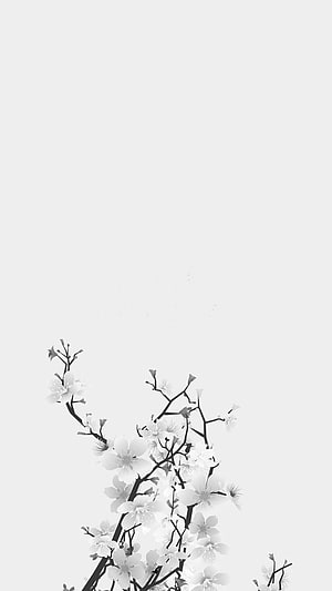 Minimalist Black and White Cherry Blossom Branch on Clean White Background HD phone wallpaper