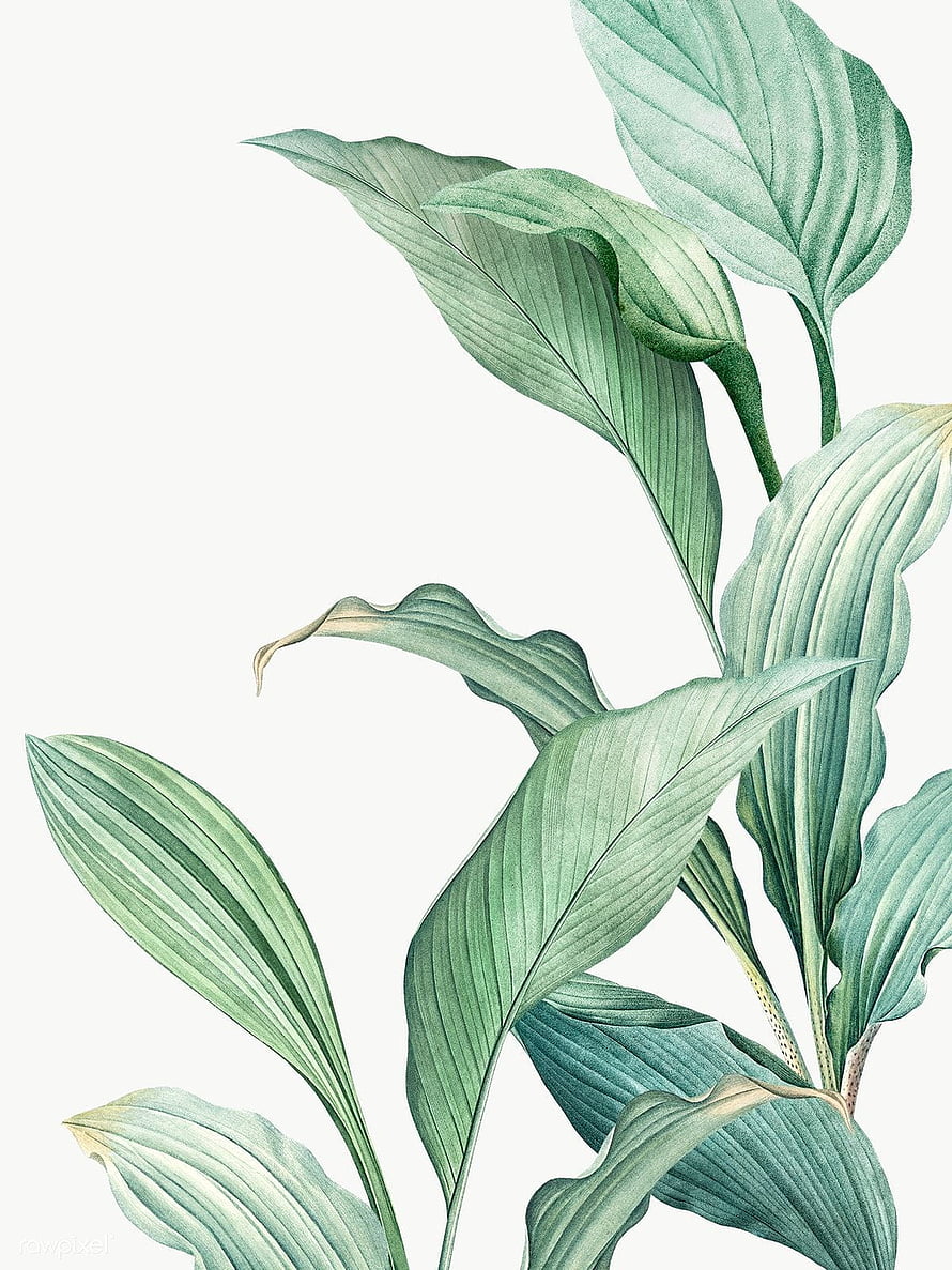Elegant Green Tropical Leaves Illustration for Modern Interior Decor HD phone wallpaper