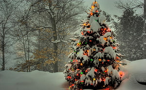 Snow-covered Christmas tree with colorful lights in a winter forest landscape HD wallpaper