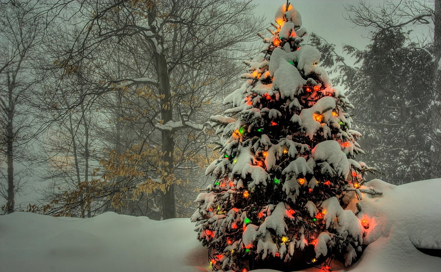 Snow-covered Christmas tree with colorful lights in a winter forest landscape HD wallpaper