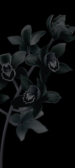 Dark Orchid Floral Illustration on Black Background HD phone wallpaper