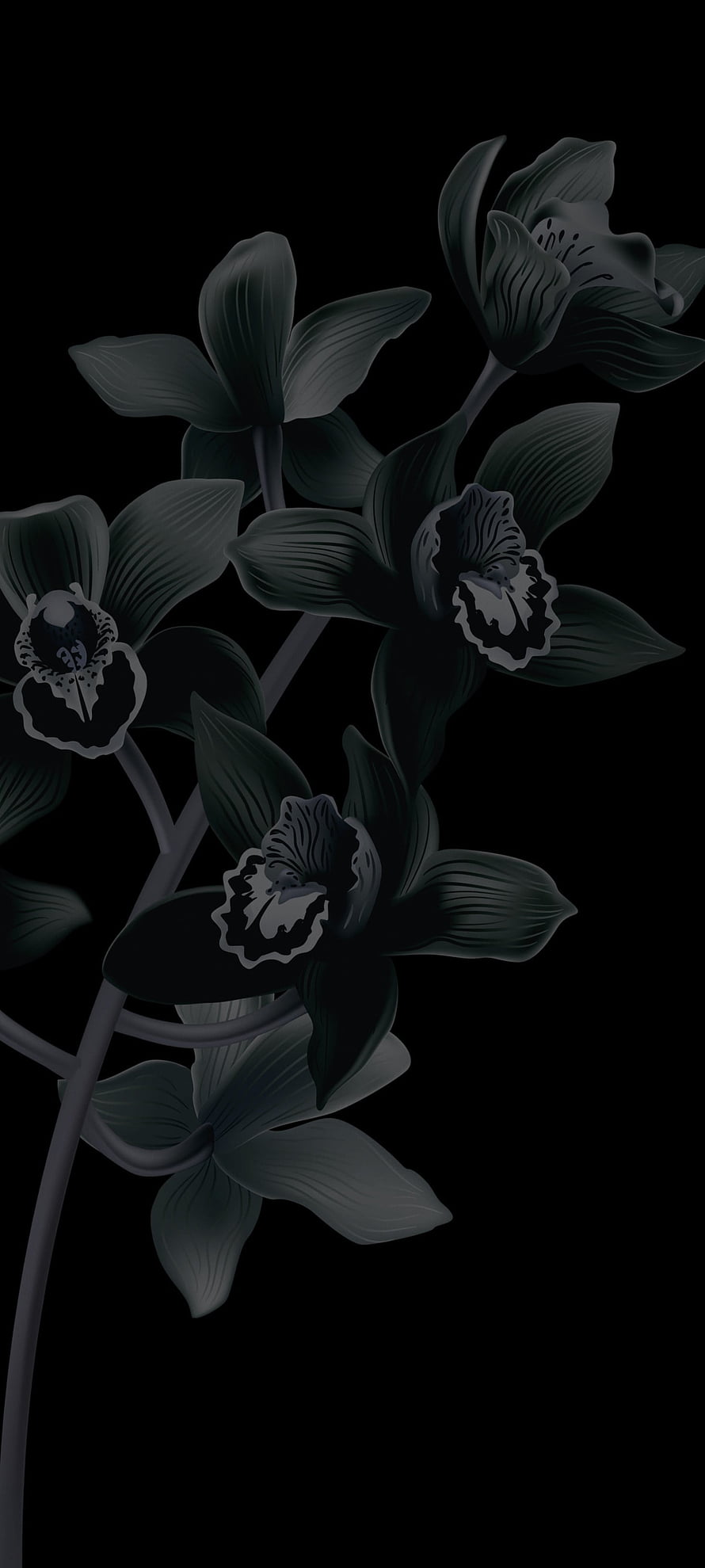 Dark Orchid Floral Illustration on Black Background HD phone wallpaper