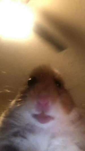 Cute Fluffy Hamster Close-Up Portrait With Pink Nose And Dark Eyes HD phone wallpaper
