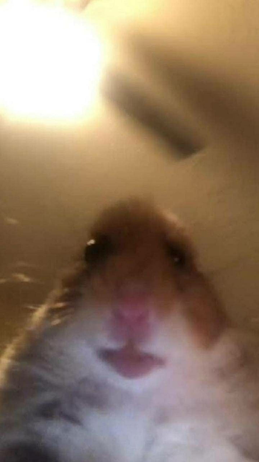 Cute Fluffy Hamster Close-Up Portrait With Pink Nose And Dark Eyes HD phone wallpaper