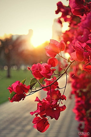 Vibrant Red Bougainvillea Blooms Backlit by Golden Sunset in a Serene Park HD phone wallpaper