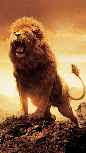 Majestic Roaring Lion Standing on Rocky Cliff at Sunset HD phone wallpaper