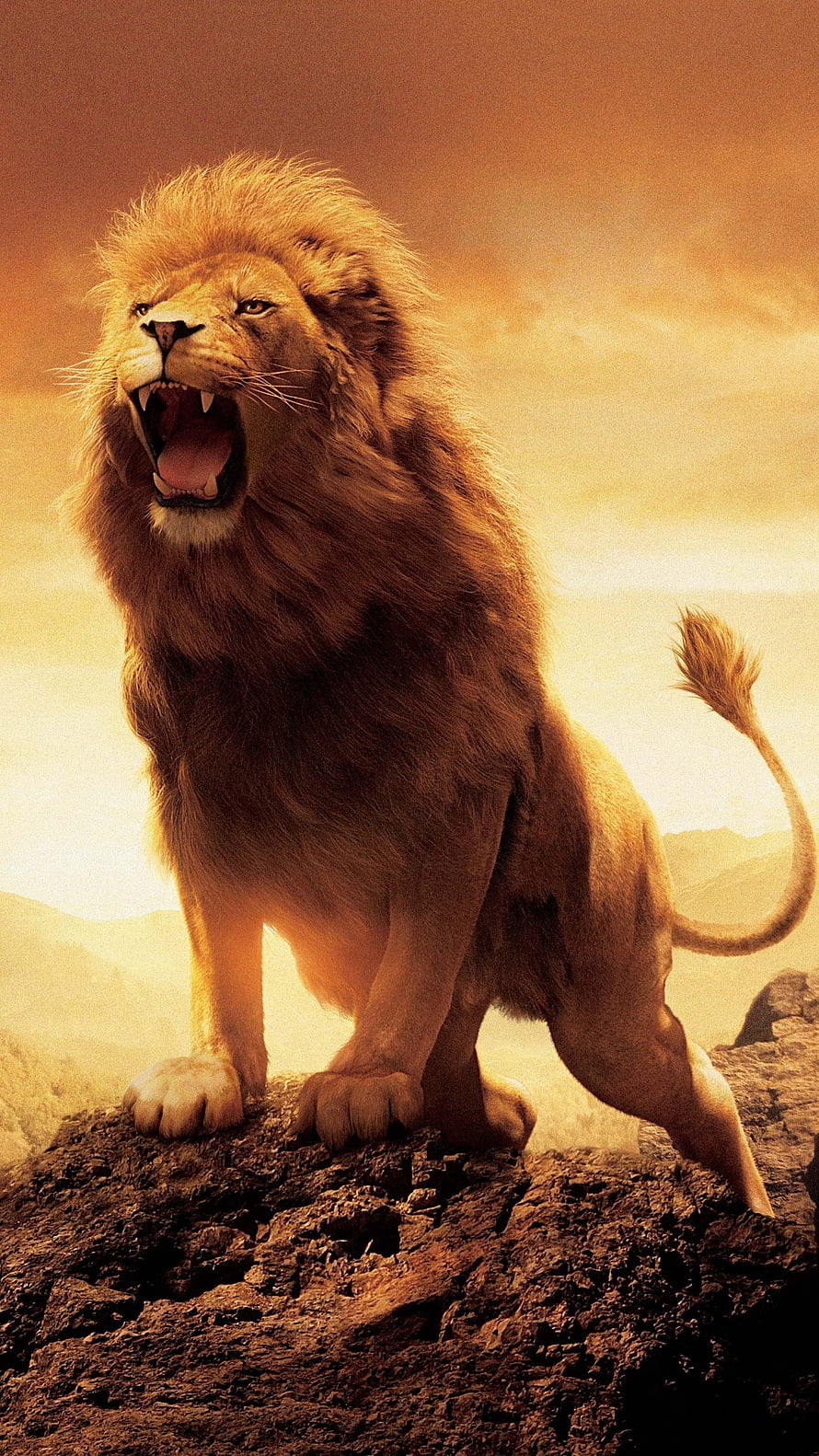 Majestic Roaring Lion Standing on Rocky Cliff at Sunset HD phone wallpaper