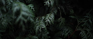 Dark Green Cypress Foliage in Low Light with Soft Sunlight Highlights HD wallpaper