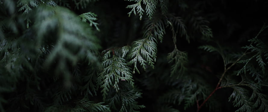 Dark Green Cypress Foliage in Low Light with Soft Sunlight Highlights HD wallpaper
