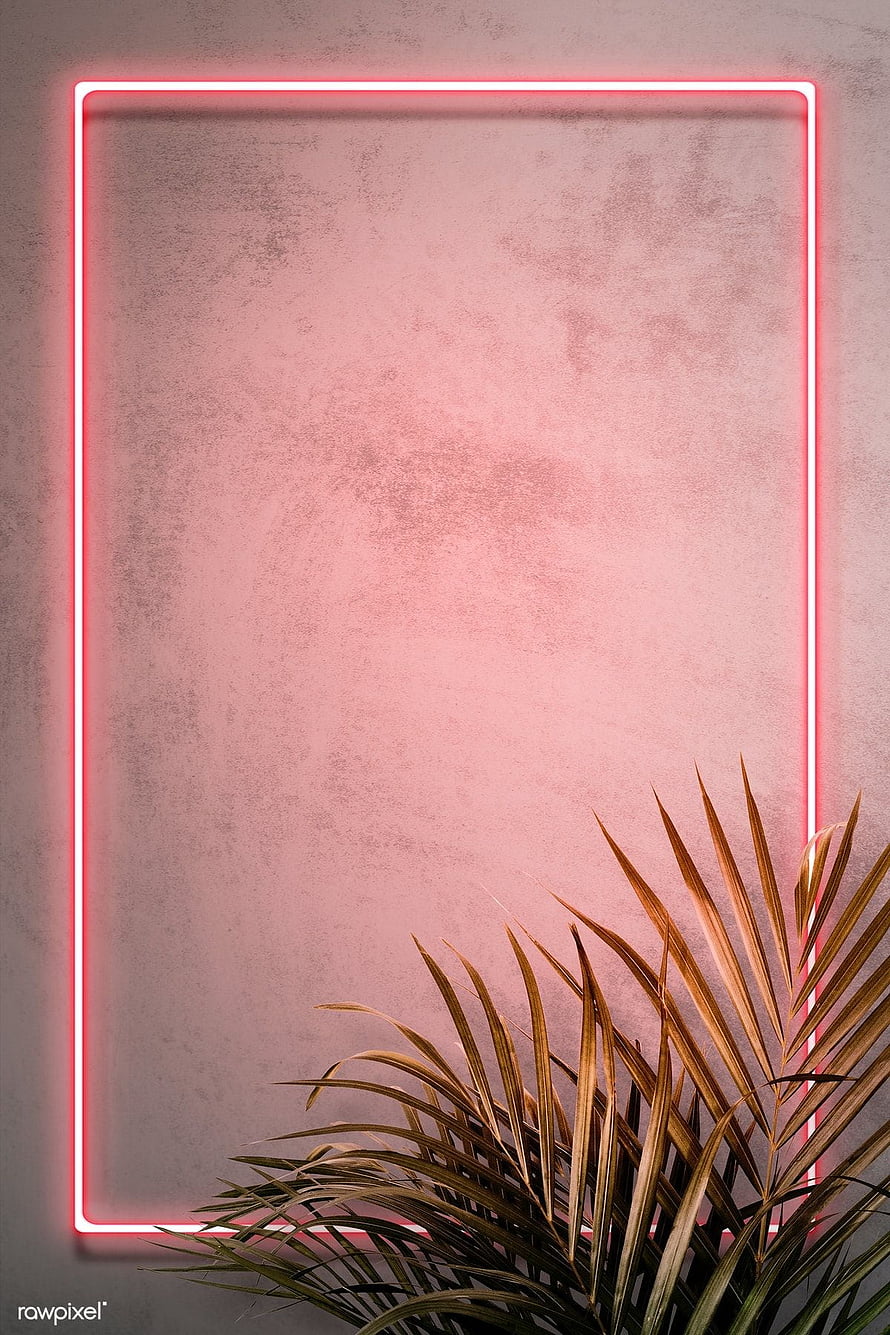 Pink Neon Light Frame on Textured Wall with Tropical Palm Leaves HD phone wallpaper