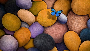 Vibrant Blue Butterfly Resting on Colorful Smooth Pebbles HD wallpaper