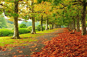Serene Autumn Park Path Lined With Plane Trees And Fallen Leaves HD wallpaper