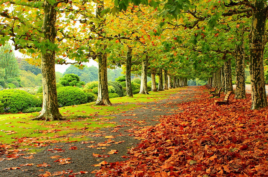 Serene Autumn Park Path Lined With Plane Trees And Fallen Leaves HD wallpaper