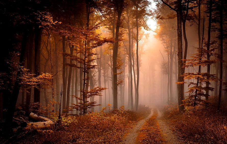 Misty Autumn Forest Path With Golden Sunlight Filtering Through Tall Trees HD wallpaper