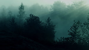 Misty Forest Silhouettes in Dark Green Tones HD wallpaper