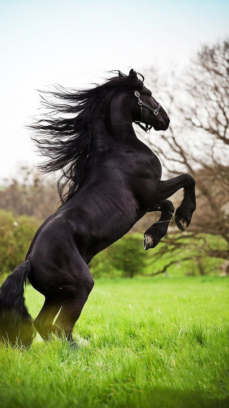 Majestic Black Horse Rearing in a Lush Green Pasture HD phone wallpaper