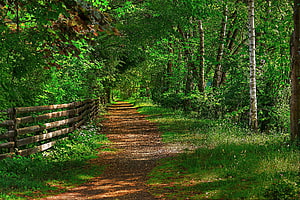 Serene Forest Path With Wooden Fence And Sunlight Filtering Through Green Trees HD wallpaper