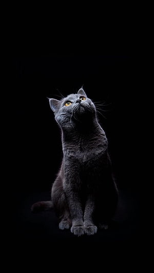 Majestic British Shorthair Cat with Golden Eyes Sitting Against a Dark Background HD phone wallpaper