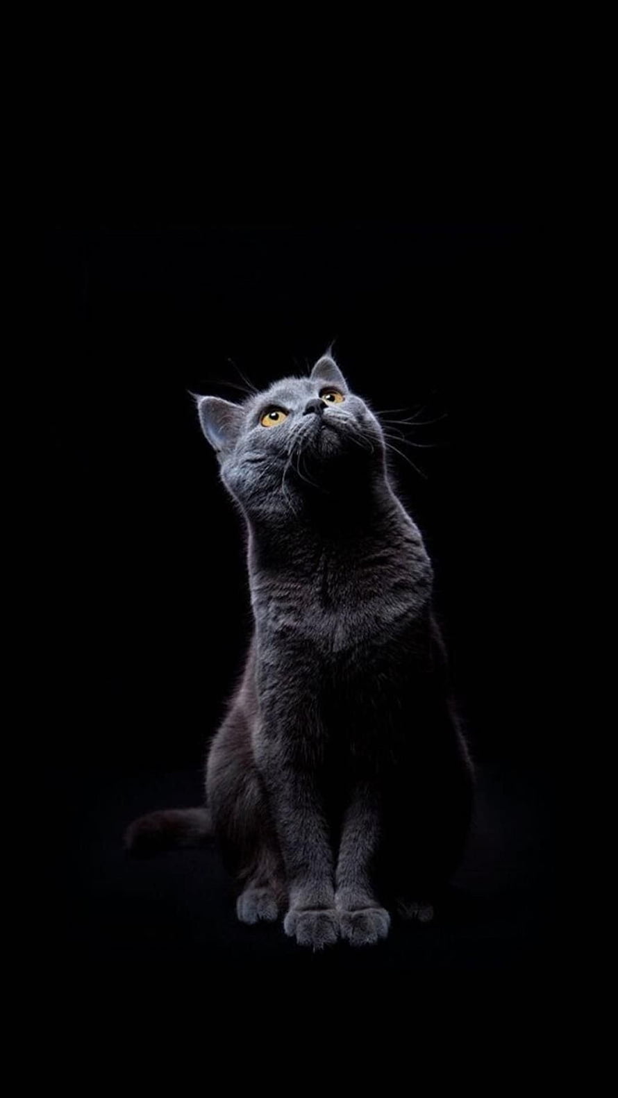 Majestic British Shorthair Cat with Golden Eyes Sitting Against a Dark Background HD phone wallpaper