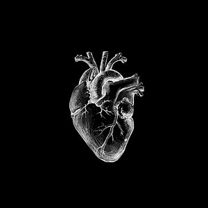 Anatomical Human Heart Etching in White Line Art on Black Background, Black Heart. Dark , Black heart, Medical HD phone wallpaper