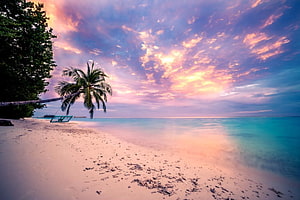 Serene Tropical Beach at Sunset with Palm Tree and Turquoise Ocean HD wallpaper