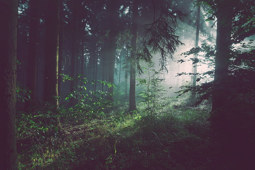 Mystical Forest Scene With Sunbeams Piercing Through Misty Trees HD wallpaper