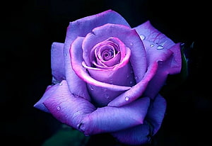 Vibrant Purple Rose with Dew Drops on a Dark Background HD wallpaper
