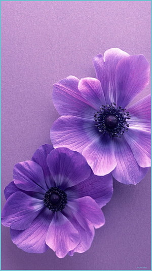 Two Purple Anemone Flowers on a Soft Lavender Background HD phone wallpaper