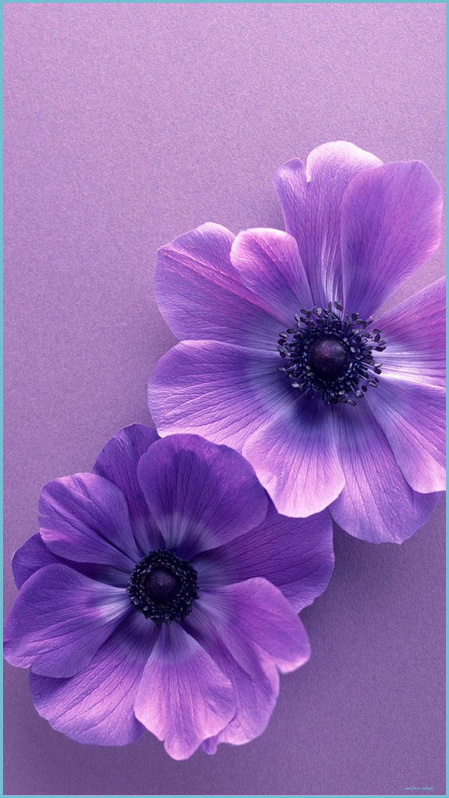 Two Purple Anemone Flowers on a Soft Lavender Background HD phone wallpaper