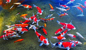Vibrant School of Japanese Koi Fish Swimming in a Clear Pond HD wallpaper