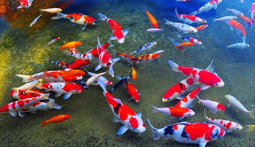 Vibrant School of Japanese Koi Fish Swimming in a Clear Pond HD wallpaper