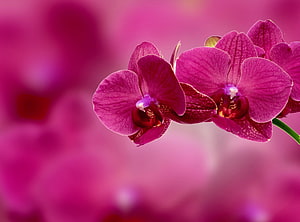 Vibrant Pink Phalaenopsis Orchid Blooms on a Soft Blurred Background HD wallpaper