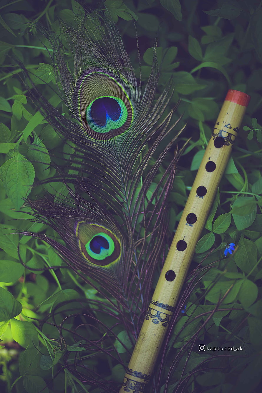 Bamboo Flute and Peacock Feathers on Green Leaves HD phone wallpaper