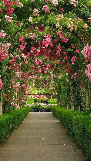 Romantic Rose Tunnel Garden Pathway With Pink And Red Climbing Flowers, Beautiful Flowers Roses, Flower Garden, Nature HD phone wallpaper